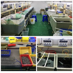 龍崗區(qū)一電鍍黑工廠因擅自生產被查處